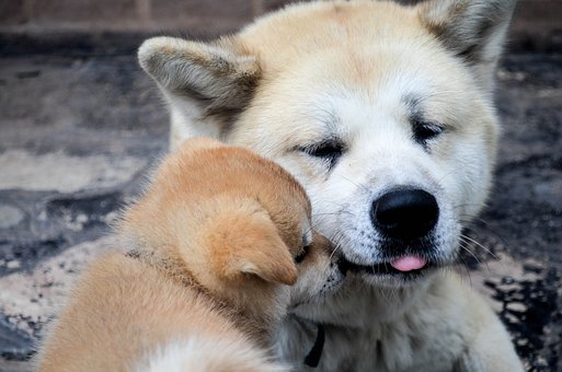 Štěňátka Akita Inu z chovatelské stanice Ken’Ichi Ai   na prodej